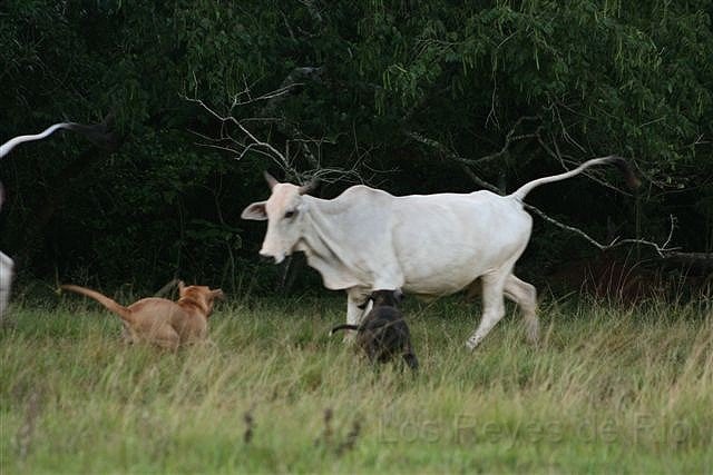 Februar 2013 034.JPG - Mach hinne.... sonst wird aus dir ein Faltboot.....